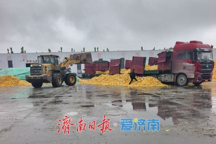 烘干仓24小时运转，履带机抢进地头：直击济南“抢秋”第一线