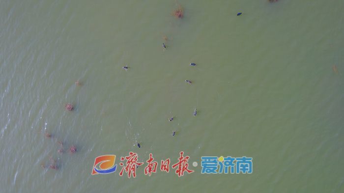 罕见！章丘白云湖首次迎来白化白骨顶