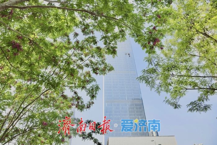 一年四季 泉在济南丨济南CBD槐花盛放 紫韵飘香绘就都市春景