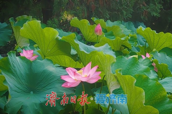一年四季 泉在济南丨池塘荷花次第开 摄影达人竞相采风