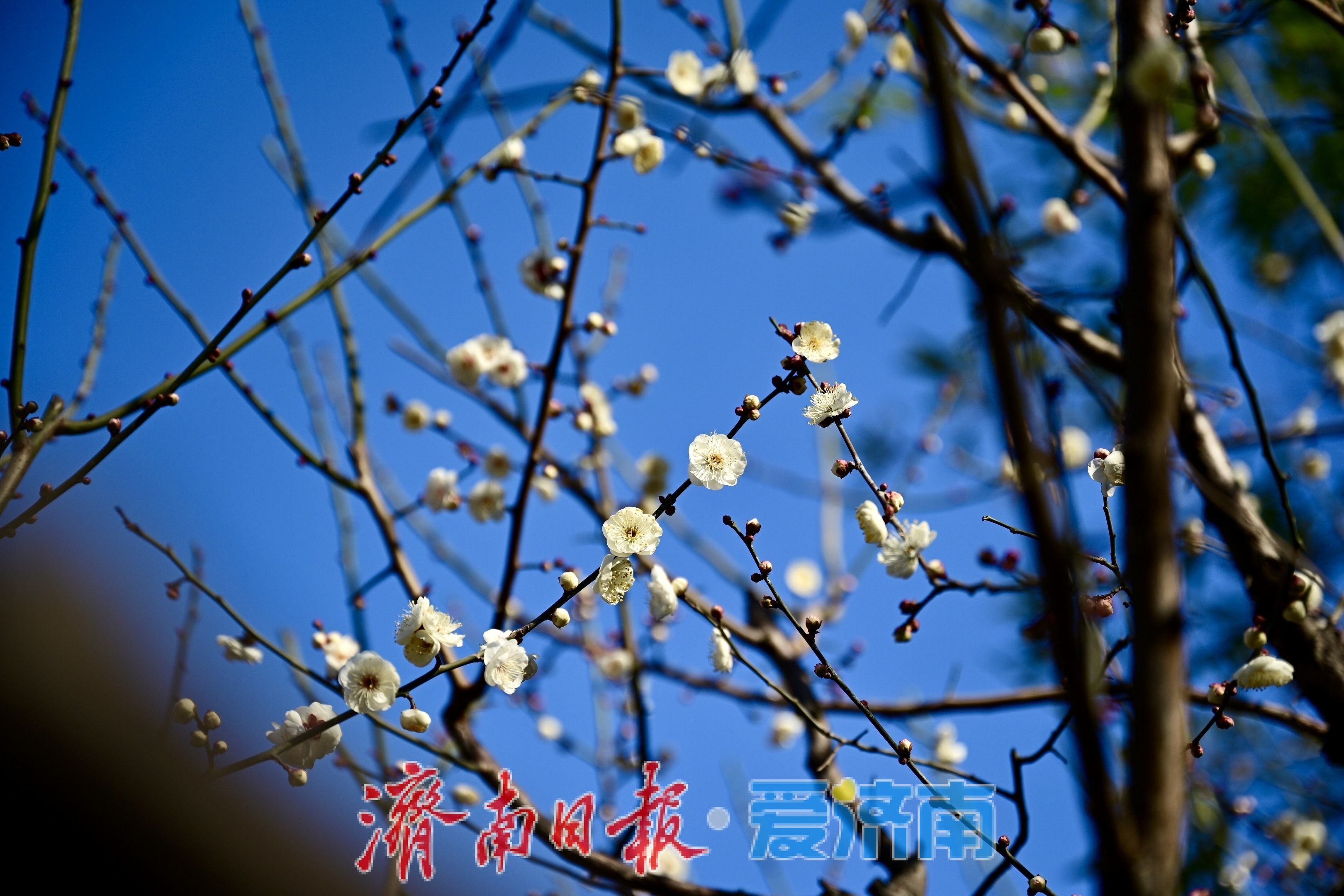 冬寒梅独秀 五龙潭梅花一月绽枝头