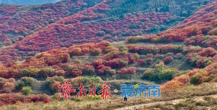 岔峪村红叶入秋，南山藏着小众打卡地