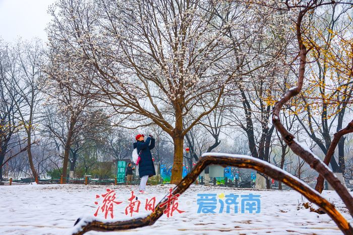 一年四季 泉在济南丨春雪映玉兰 泉城公园美翻了