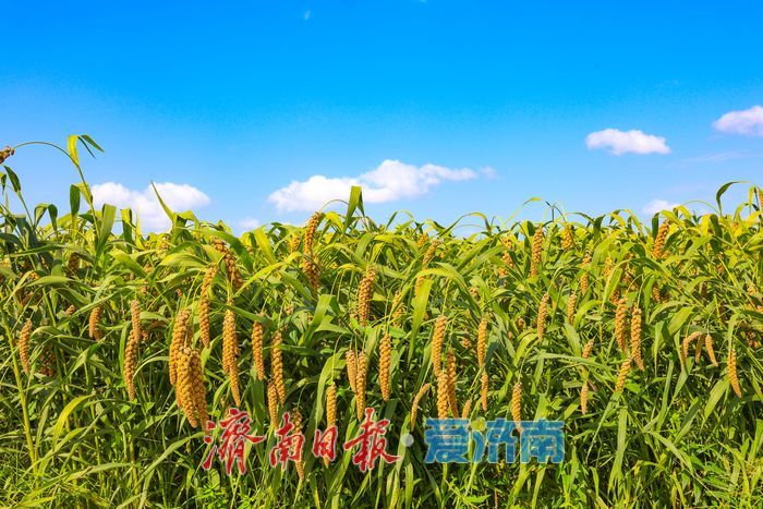 增产三成！济南章丘祥霞农场80亩龙山贡米迎丰收