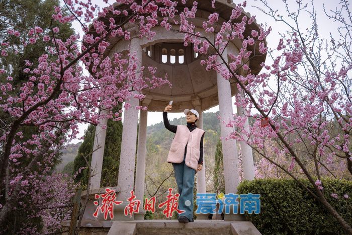 漫山粉霞醉游人！济南红叶谷梅花进入盛花期