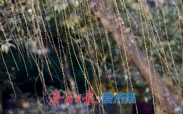 迎春花开，垂柳吐绿 春天气息挡不住了
