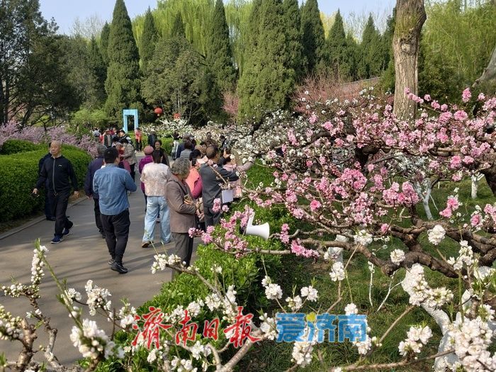 一年四季 泉在济南丨百花公园碧桃盛开
