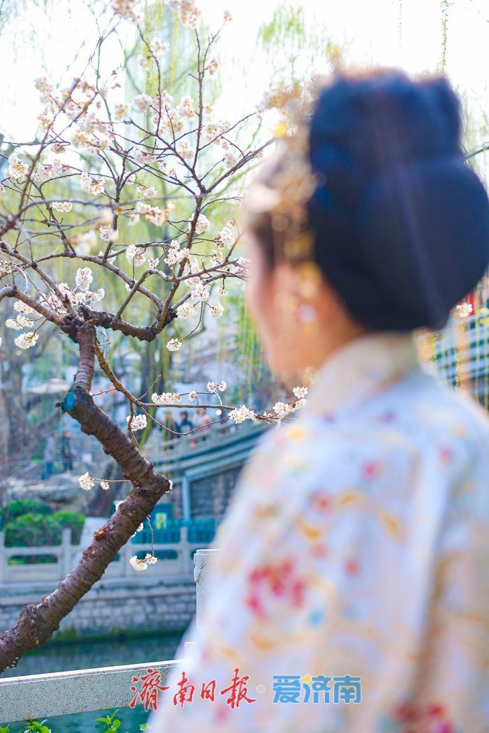 樱缀泉畔添雅韵 汉服打卡醉泉城