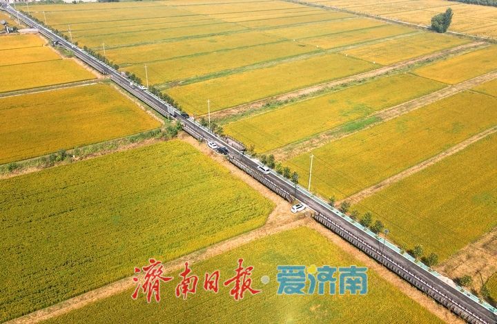 黄河岸边稻花香 风吹稻穗话丰年