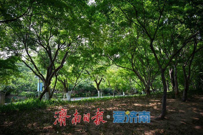 一年四季 泉在济南丨步道漫步树荫休憩 泉城公园成避暑休闲好去处