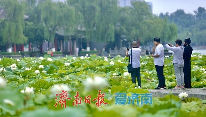 一年四季 泉在济南丨大明湖“白月光”上线 邂逅一池清雅