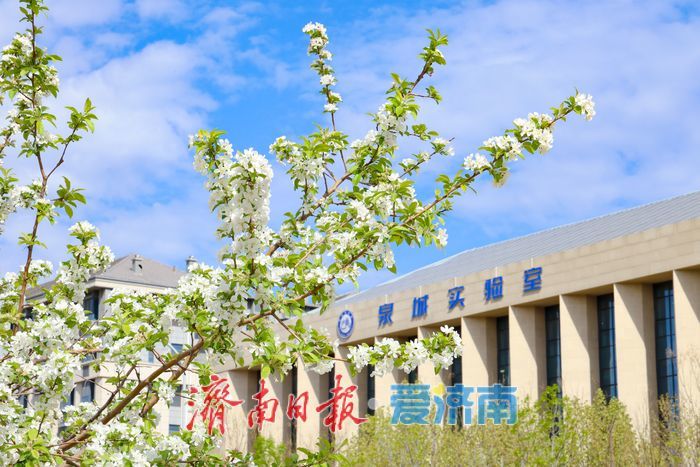 一年四季 泉在济南丨济南超算中心旁海棠盛放 东部科创走廊添春日诗意