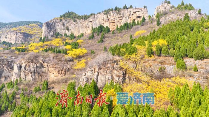 一年四季 泉在济南丨峭壁绽金蕊，南山春意浓