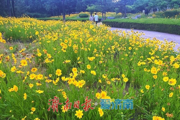 一年四季 泉在济南丨金鸡菊盛放，绘就初夏金色花海