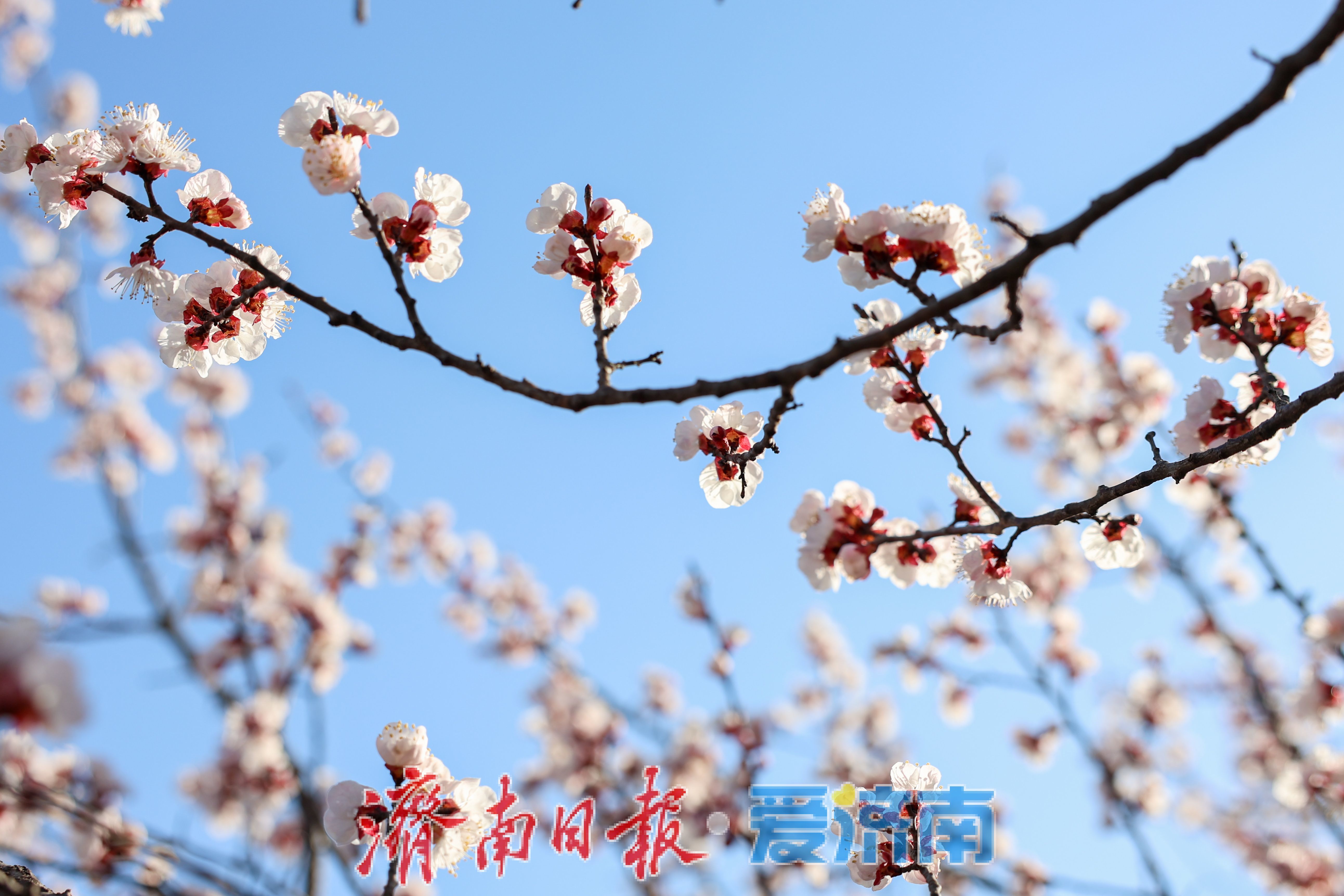 春日限定！济南围子山杏花悄然绽放