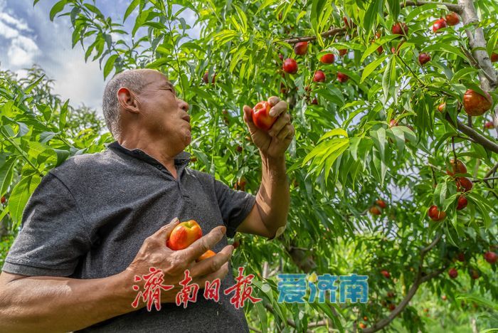硕果盈枝果香浓！芒果油桃抢先上市助农增收