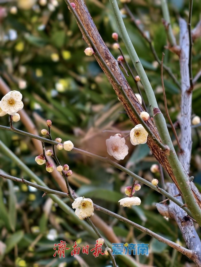 遇见“梅”好！元旦假期济南泉畔白梅盛开