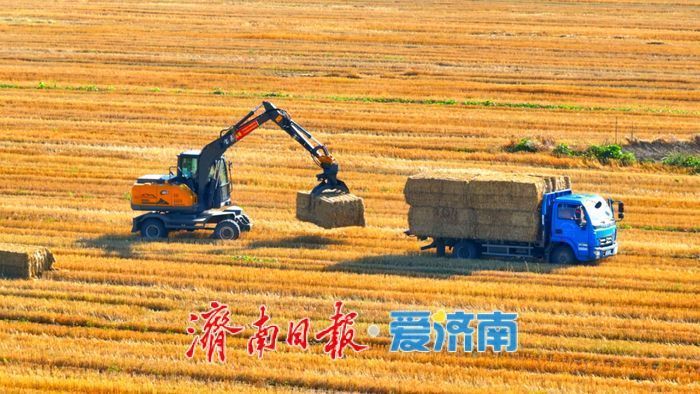 政府收购托底，严查“打白条”“转圈粮”违法行为……济南部署年度粮食收购工作