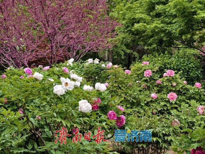 一年四季 泉在济南丨雨后牡丹，分外娇艳