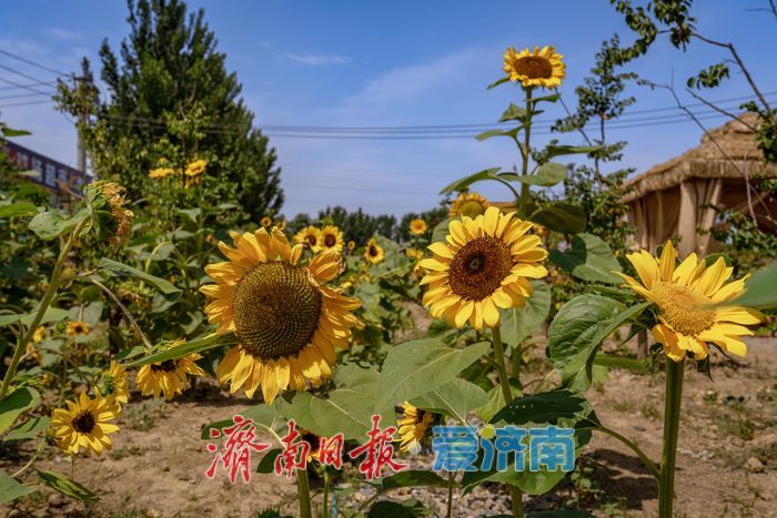 济南历城朱家庄向日葵盛放，点亮盛夏色彩