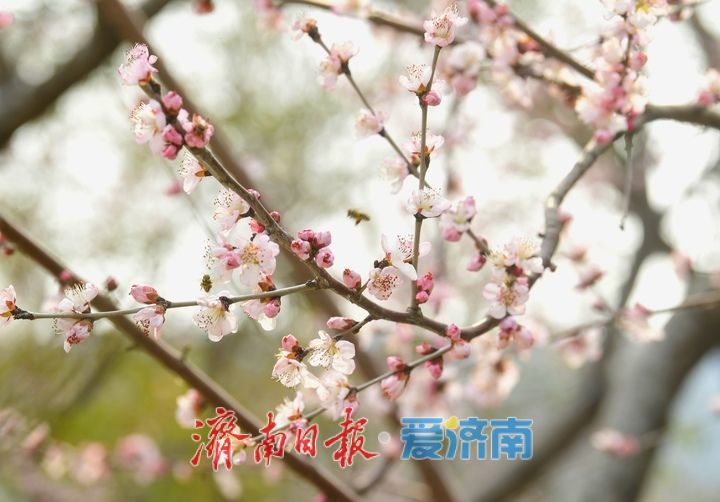 又是一年春时到，桃花依旧笑春风