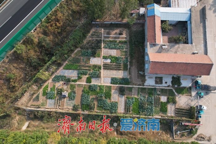 牛王村辟出“老年菜园” 60岁以上老人免费种好菜