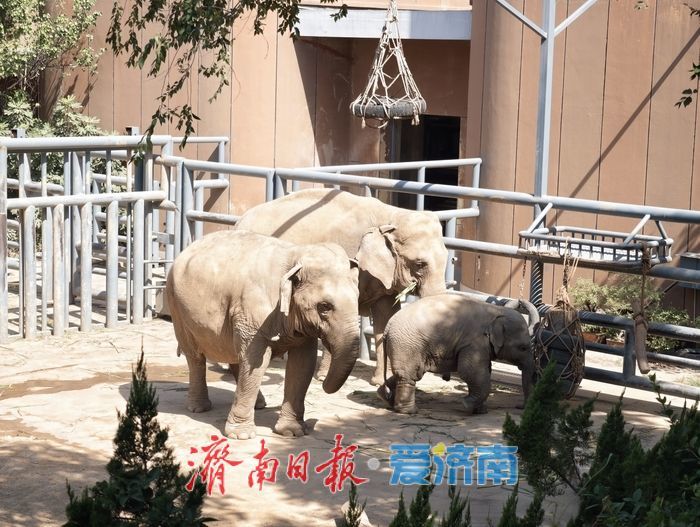 金秋游园正当时 济南动物园周末人气爆棚