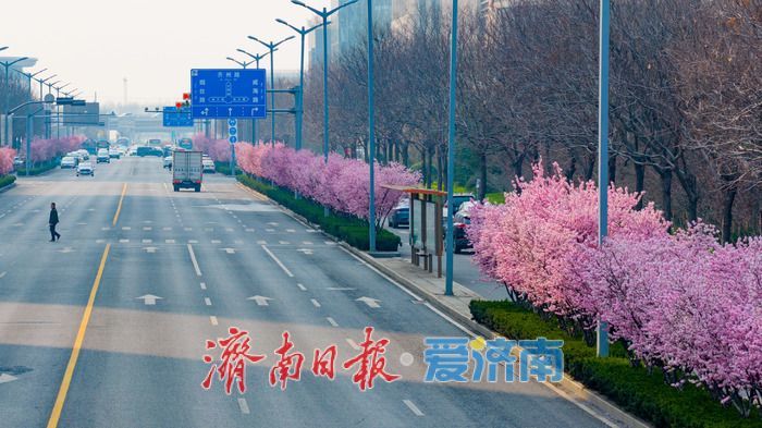 泉城春浓 花满西城—济南西客站片区繁花盛放醉游人