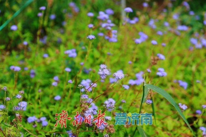 一年四季 泉在济南丨层林尽染秋意浓 市民游园赏景乐享时光