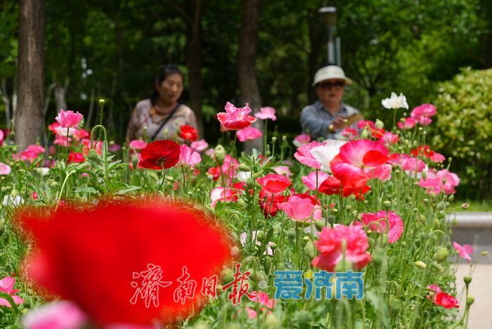 一年四季 泉在济南｜五彩虞美人绽放英雄山，游客沉醉花海忙定格