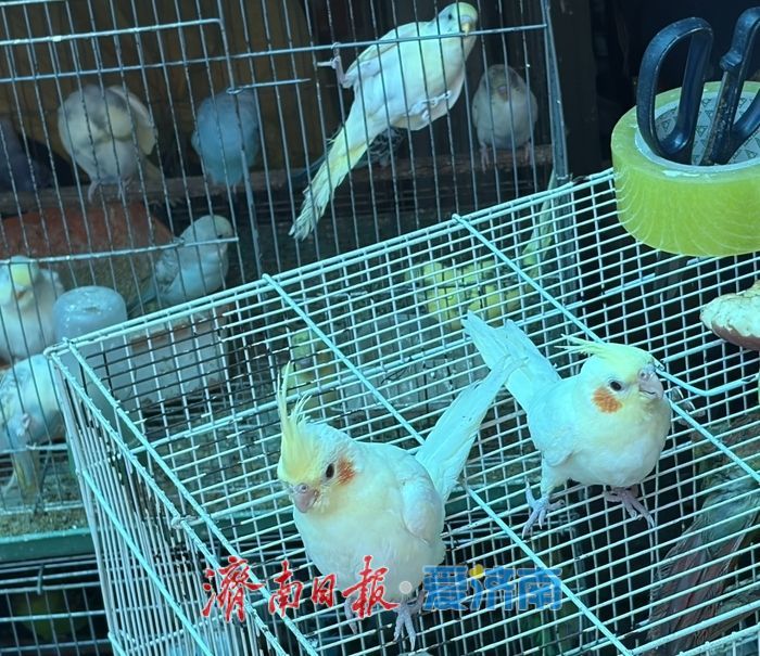 假期最后一天逛不停！花鸟鱼宠齐热销，小朋友成逛市主力