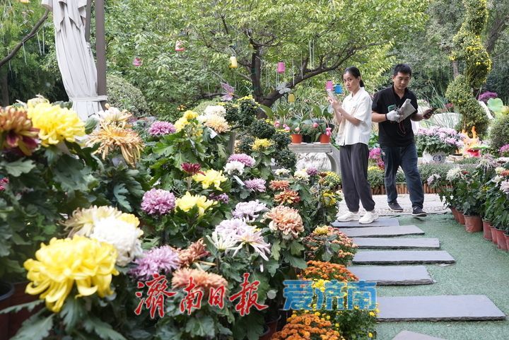 探营大明湖金秋菊展：明日正式开展