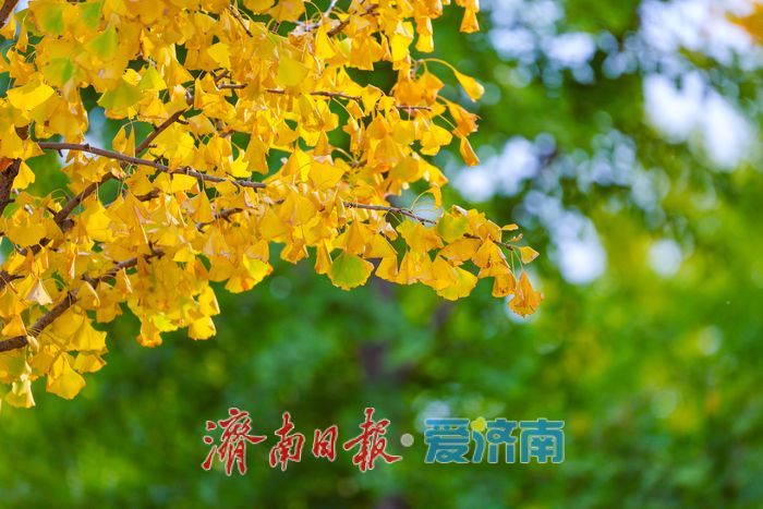 一年四季 泉在济南丨济南黄河银杏林步入唯美交替盛景