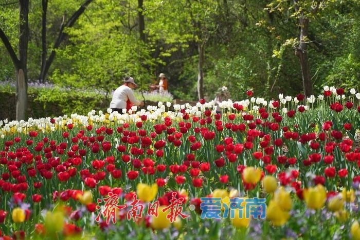 郁金香花开成海！济南红叶谷变身“莫奈花园”，春日顶流打卡地藏不住了！
