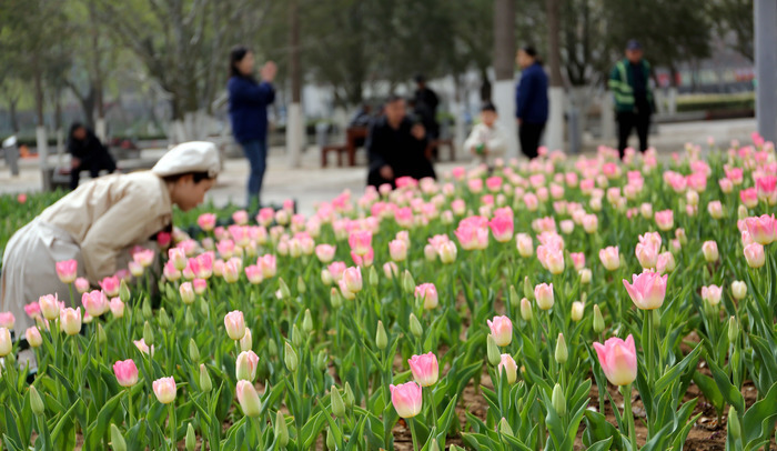 美了美了！泉城广场郁金香盛开，你打卡了吗？