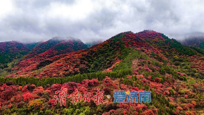一年四季 泉在济南丨一场秋雨，为红叶谷拉满秋日氛围感