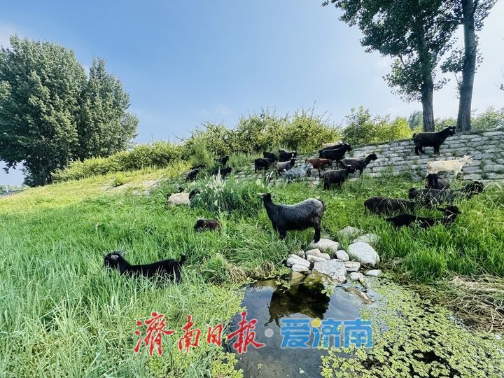 立秋降温体感舒适 济南玉带河成市民周末亲水好去处