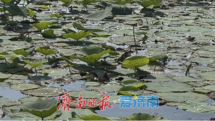 大明湖上演“家有儿女”，水鸟集体“遛娃”