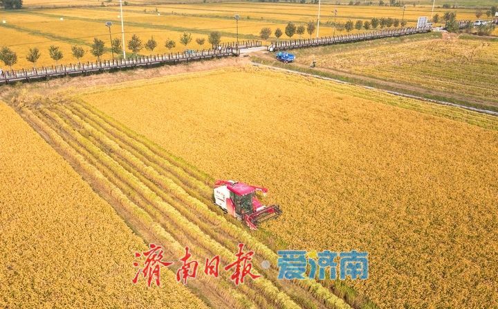 稻浪翻滚收割忙， 雨后抢收保归仓