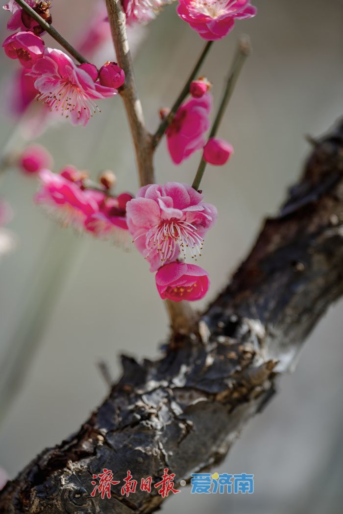 万株梅花次第开，红叶谷第18届梅花节诗意启幕