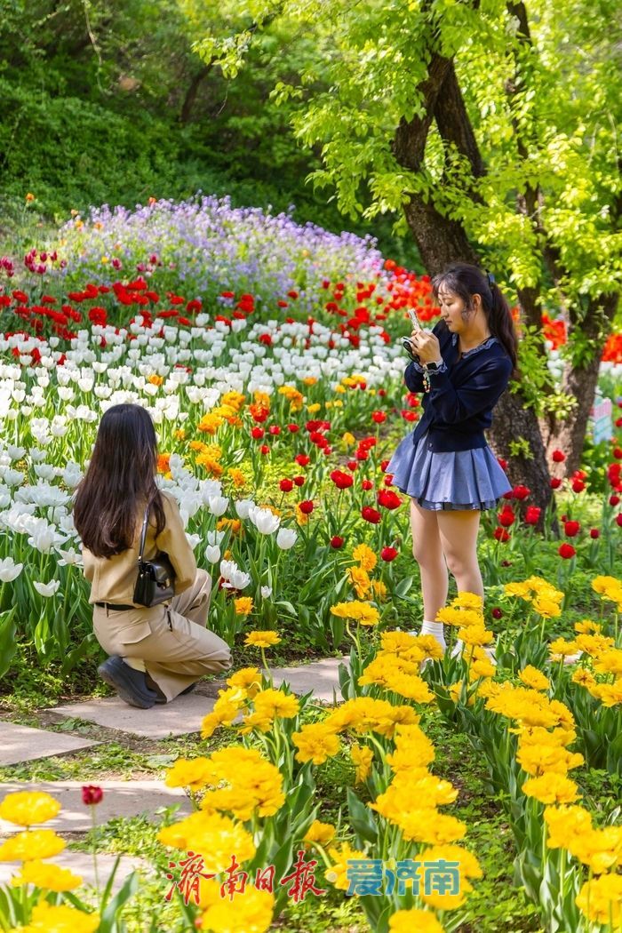 一年四季 泉在济南丨红叶谷百万郁金香盛放，点亮泉城春日盛景