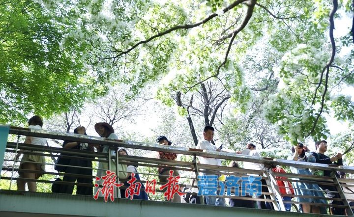 泉城公园流苏花开如雪 游客争相打卡“四月雪”