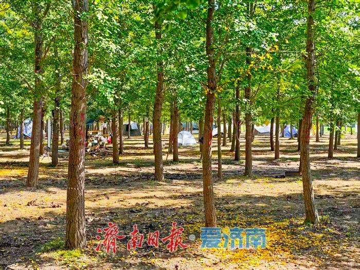 秋日限定！市民扎堆黄河银杏林，野炊成周末休闲新时尚