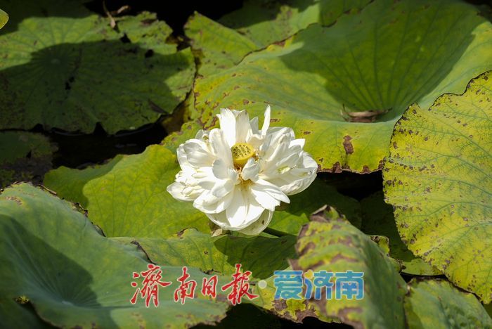 一年四季 泉在济南 