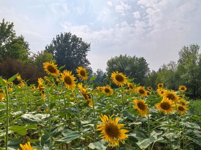 硫华菊、百日草、向日葵，济南植物园初秋花海已“上线”