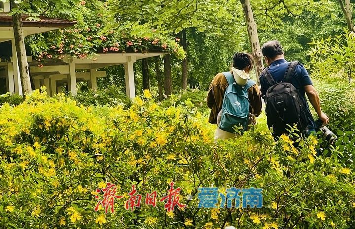 济南泉城公园金丝桃盛放迎客