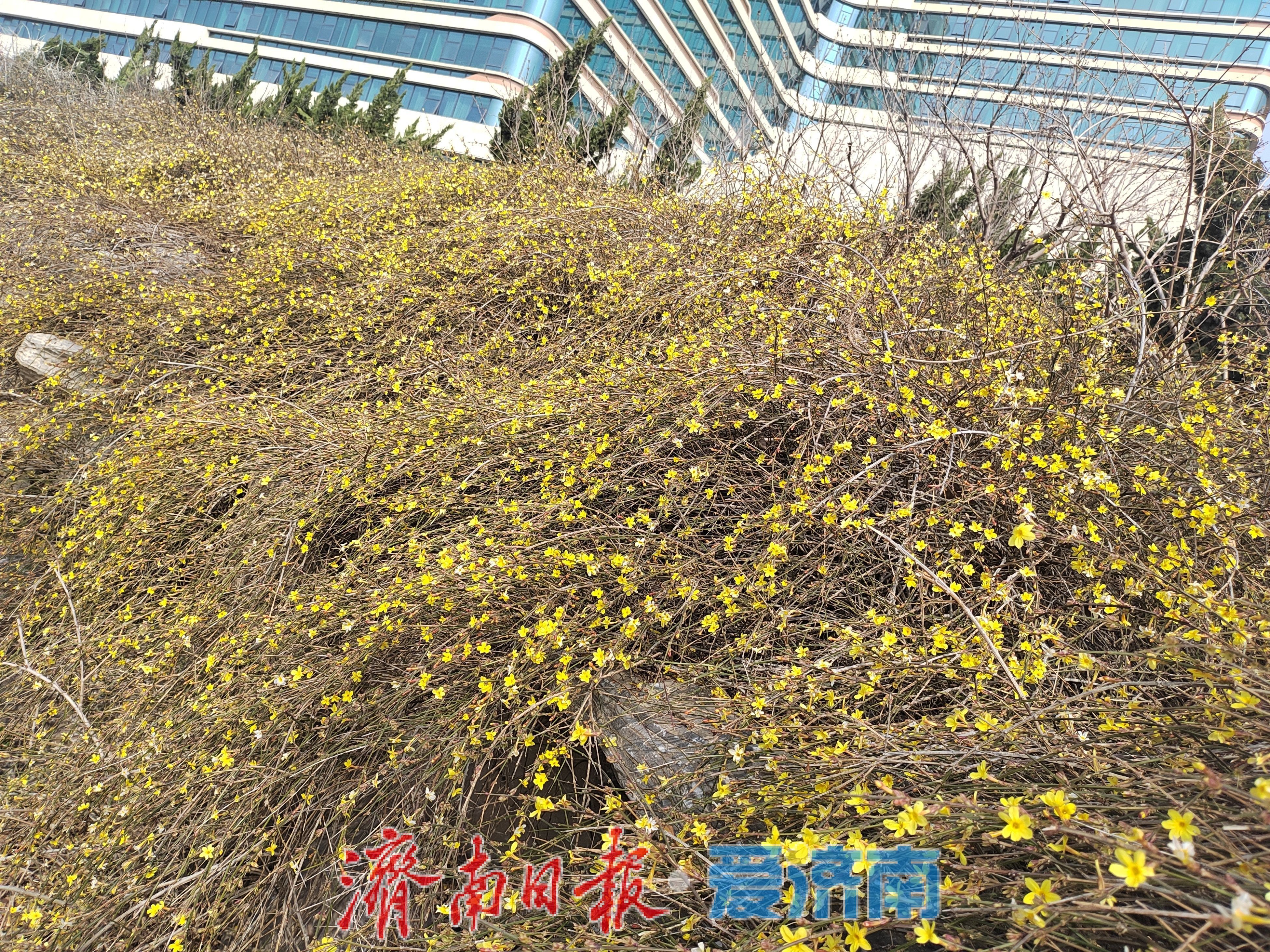 @济南人 浮尘要来！外出注意防风沙