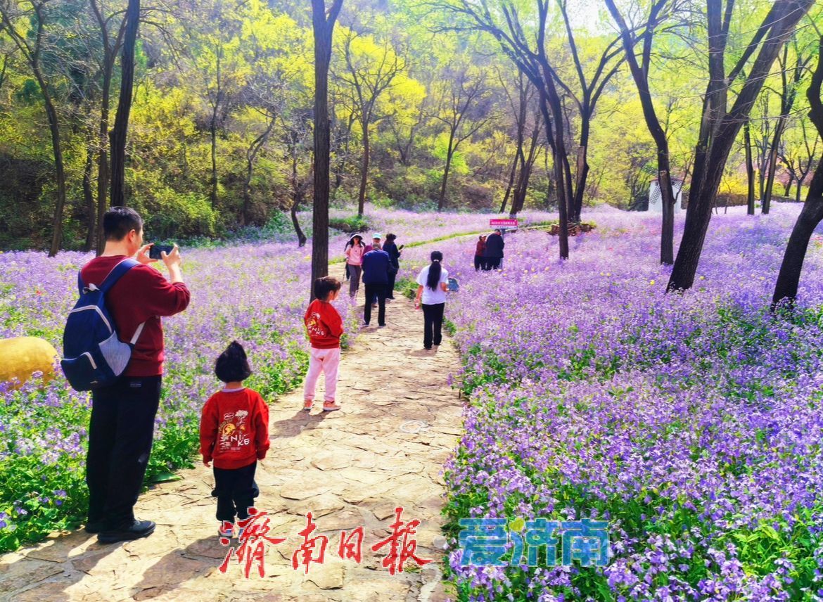 治愈系风景！在红叶谷欧洲风情谷，看漫山紫花如浪