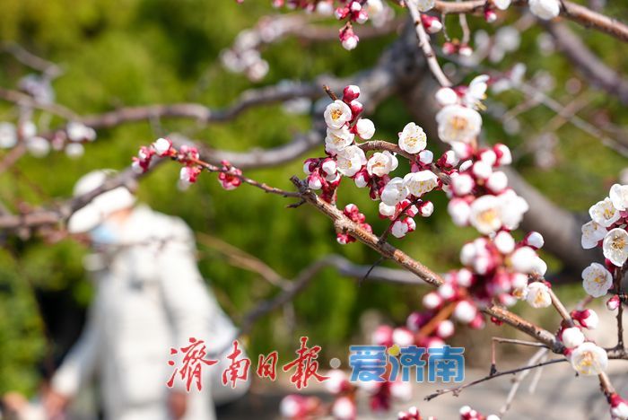 一年四季 泉在济南丨大明湖杏花绽放醉游人