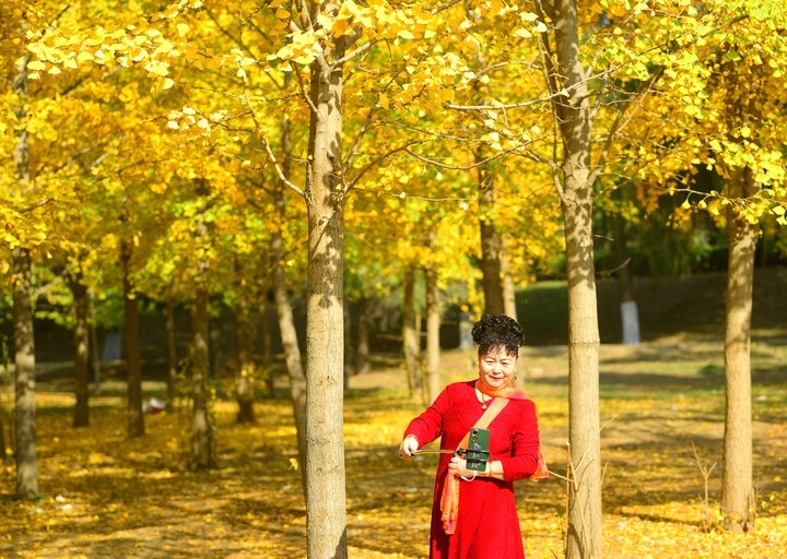 黄叶飘舞大地铺金，济南千亩银杏林迎来最美时刻